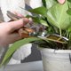 thumbnail image 2 of Garden Scissors 215mm Sk5 Steel Plant Scissors Premium Pruning Shears With Wooden Handle Gardening Tool For Cutting Branches Plants And Flowers., 2 of 5