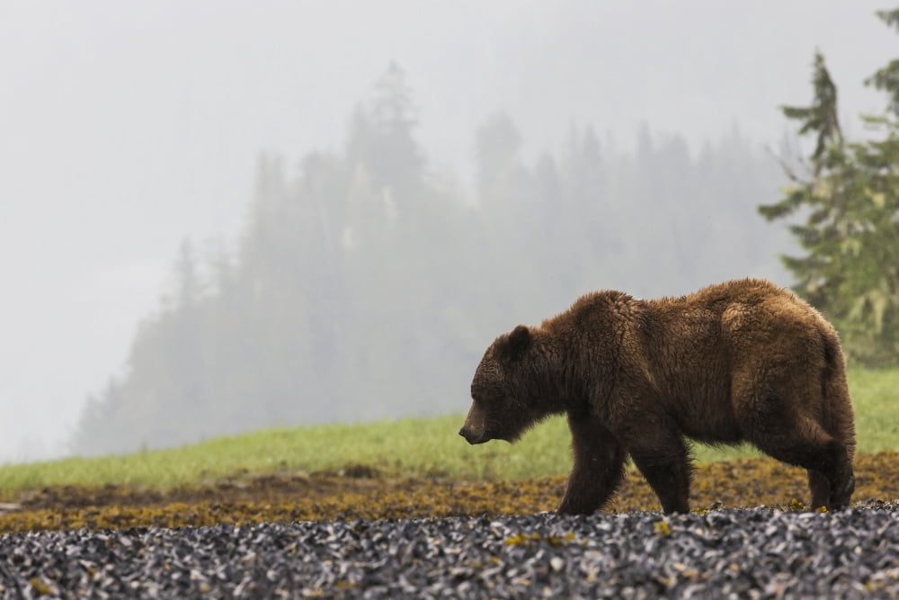 Grizzly Bear Walkin