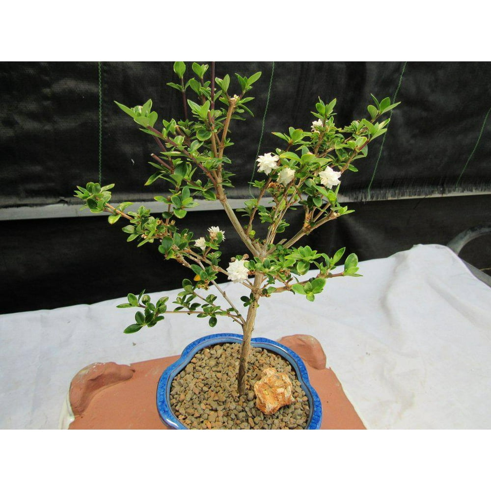 Flowering Serissa Snow Rose Bonsai Tree