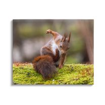 Stupell Industries Squirrel on Mossy Log Animals & Insects Photography Gallery Wrapped Canvas Art Print Wall Art, 20 x 16