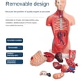 thumbnail image 2 of Mannequin de Torse Poupée d'Anatomie 15 Pcs Amovibles Modèle d'Organe Éducatif Organe Interne Humain Modèle d'Anatomie, 2 of 8