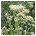 thumbnail image 3 of Everwilde Farms - 800 False Boneset Native Wildflower Seeds - Gold Vault Jumbo Bulk Seed Packet, 3 of 3