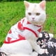 thumbnail image 3 of Traje de recuperación quirúrgica para gatos, gatito transpirable después de la cirugía, use una camisa para mascotas para heridas abdominales, enfermedades de la piel, vendajes profesionales con, 3 of 8