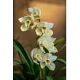 thumbnail image 2 of Mossholder, Tim 23x32 Gold Ornate Wood Framed with Double Matting Museum Art Print Titled - Orchids, 2 of 4