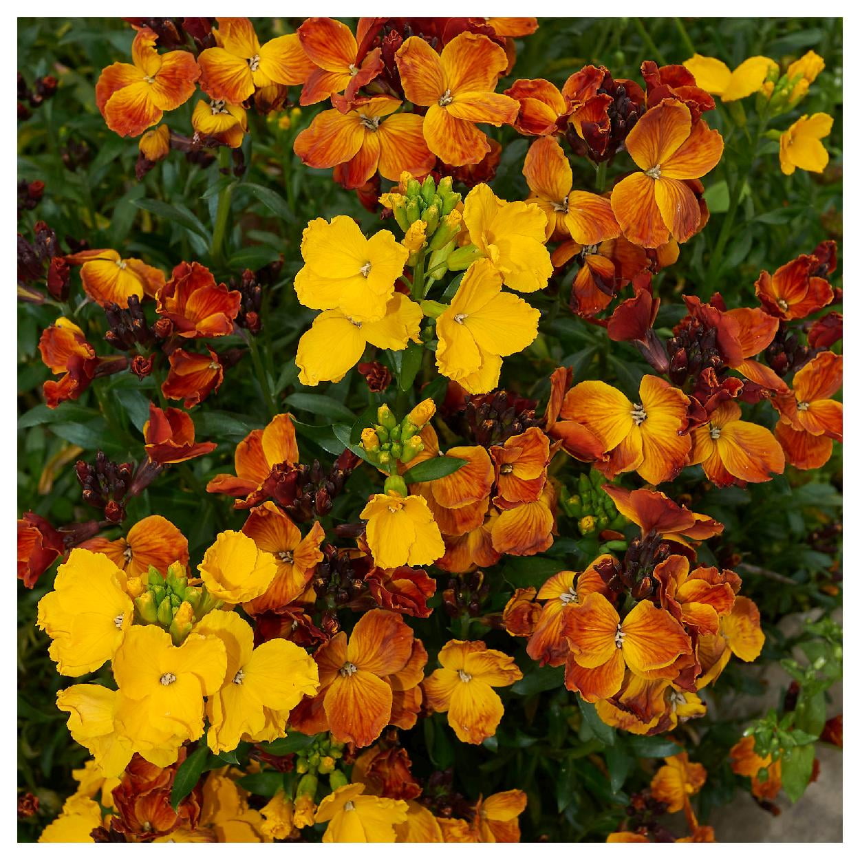 Everwilde Farms 1 oz English Wallflower Garden Flower Seeds Gold