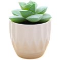 thumbnail image 1 of Coofit Mini Potted Succulent Lifelike - Artificial Plant Faux Succulent in Pot for Home, 1 of 4