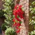 thumbnail image 3 of HWRETIE Artificial Bougainvillea Wall Hanging,Green Plants Home Wall Decor, 3 of 6