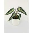thumbnail image 2 of Alocasia Bambino Arrow Plant, 2 of 4