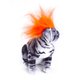 thumbnail image 3 of Xihbxyly Disfraz de Halloween para Mascota, Diseño de Peluca de Moda, Tela Suave y Cómoda, Cuello Ajustable, Ideal para Fiestas, Accesorio de Fotos, Apto para Gatos y Perros Pequeños, Circunferencia, 3 of 3