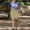 Kaki, variante sur WILLBEST Jeans pour Femmes Femmes Couleur Unie Décontracté Mode Taille Haute Cordon Taille Élastique Coupe Droite Shorts Coupe Droite Pantalons Cargo