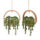 thumbnail image 1 of Plantas colgantes artificiales Floweroyal con cordón, 1 of 7