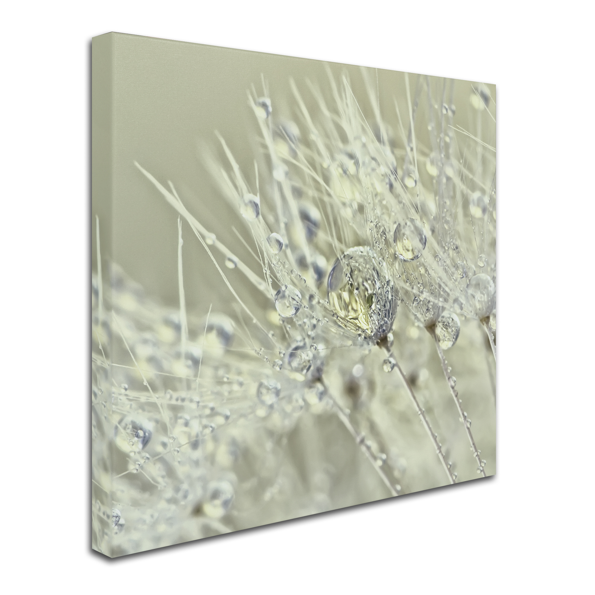 Trademark Fine Art 'Dandelion Dew III' Canvas Art by Cora Niele