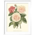 thumbnail image 2 of Art.com Vintage Roses II Art Print by Vision Studio, White Frame Wall Art, 23" x 29", 2 of 5