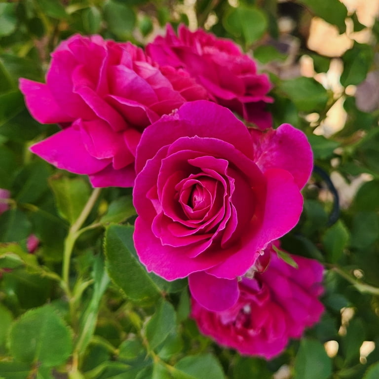 True Bloom by Altman Plants 'True Serenity' PP28929 Pink Rose Bush