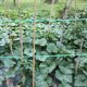 thumbnail image 4 of unbranded Para Plantas En Jardín Color Con Tensile Y Resistencia Para Varias Aplicaciones, 4 of 6