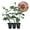 3 Plants, variant on Koko Loko Rose Bush - Live Starter Plant in a 2 Inch Pot - Beautiful Roses from Florida - A Stunningly Beautiful Ornamental Rose