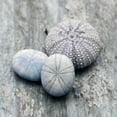 thumbnail image 2 of Delimont, Danita 20x20 White Modern Wood Framed Museum Art Print Titled - Driftwood Shell III, 2 of 4
