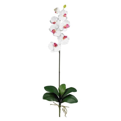 Nearly Natural Phalaenopsis Stem (Set of 12) Majestic in stature  yet delicate in form  this beautiful Phalaenopsis Orchid personifies exactly why orchids are so sought after. The crisp green stalk bursts forth from a leafy base and stands straight as an arrow  while the delicate blooms lightly grace the plant’s upper echelons. Available in several colors  these beautiful orchids make a perfect gift. Height: 31.5 In. Depth: 3 In. Width: 8.5 In. Planter  vase or basket is included in the height.