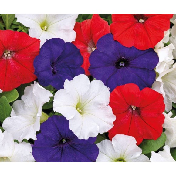 GSDWIUEW Seeds Flowers Petunia Unicum Mix Indoor Ampelous Annual for Planting