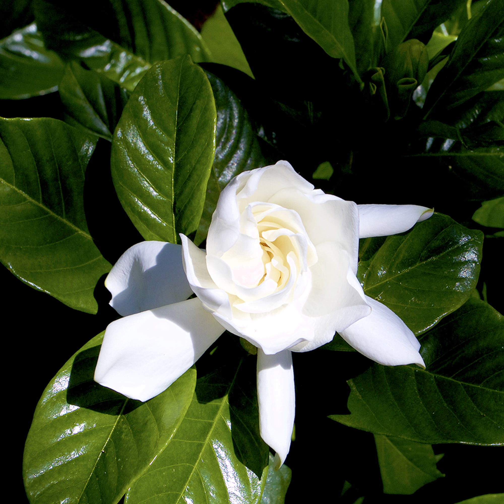 Altman Plants 1Gal Gardenia Jasminoides Live Plant with Grower Pot