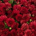 thumbnail image 2 of Better Homes & Gardens 2.5Gal Red Garden Chrysanthemum Plant Decorative Basket Sun, 2 of 6