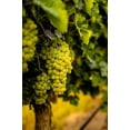 thumbnail image 2 of Duval, Richard 17x24 Black Ornate Wood Framed with Double Matting Museum Art Print Titled - Washington State-Pasco Clusters of Sauvignon Blanc grapes, 2 of 4
