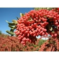 thumbnail image 2 of Black Barberry, Berberine, Zereshk (35.2 oz), 2 of 4