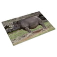 thumbnail image 3 of Print: Montgomery Zoo, Montgomery, Alabama, 2010, 3 of 4