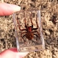 thumbnail image 2 of Wosthever Espécimen de insecto Real resistente y duradero con escorpión transparente, araña, avispa, escarabajo, escorpión amarillo Type3 NO3, 2 of 6