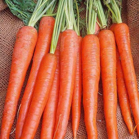 Carrot, Long Imperator Seeds