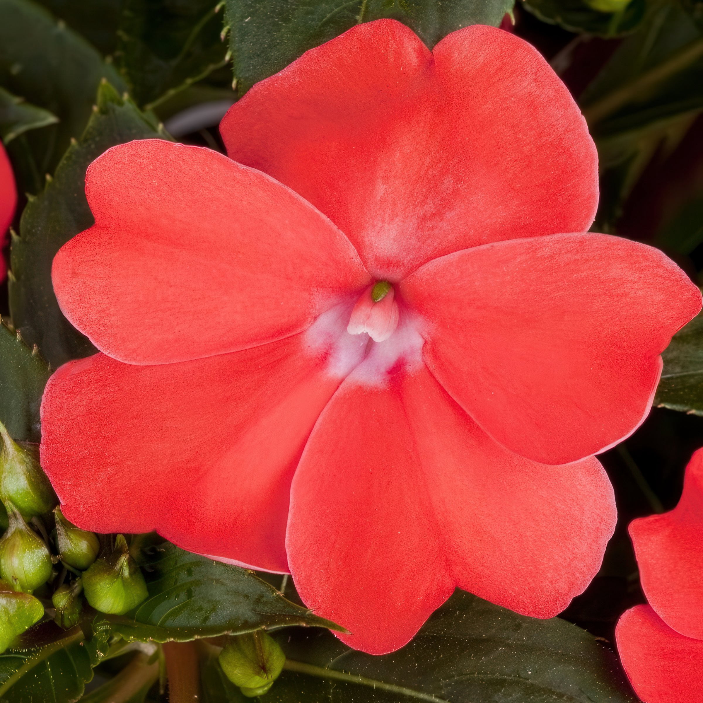 2.5 in. Sunpatiens Vigorous Corona Live Annual Plant with Orange-Red Flowers (6-Pack)