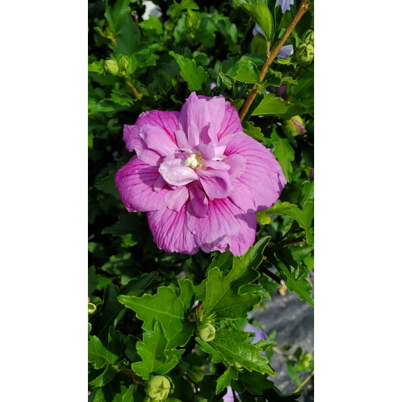 Dark Lavender Chiffon® Rose of Sharon