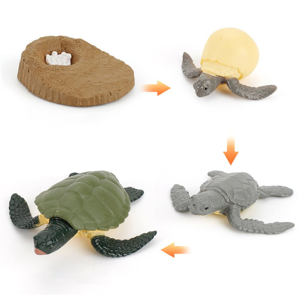 Plastic Nature Life Cycle of Turtle Figure Model Playset Imagination Toys
