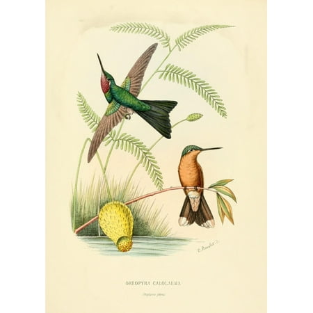 Oiseau Mouches 1874 Oreopyra Calolaema Stretched Canvas L Bevalet 18 X 24