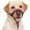Pink, variant on BARKLESS Soft Dog Head Collar, Patented Padded No Pull Head Halter, Training Nose Leash with Safety Link for Medium Large Dogs, Adjustable Muzzle Leash, Easy Control for Walking(Black, M)