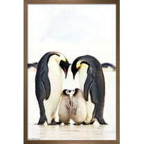 A Group Of Emperor Penguins Wall Poster, 14.725" x 22.375", Framed