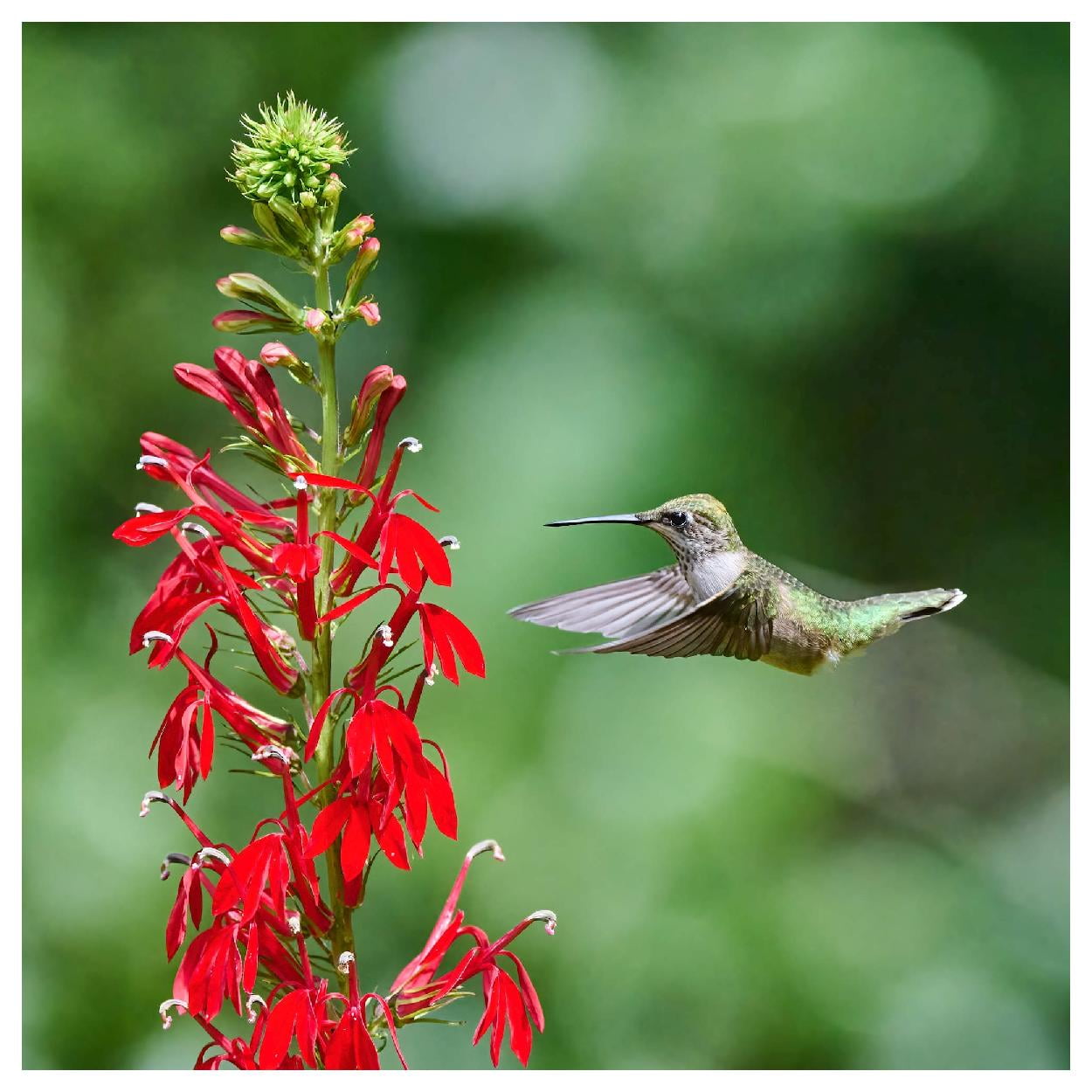 Everwilde Farms - 1 oz Cardinal Flower Native Wildflower Seeds - Gold Vault Bulk Seed Packet