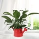 thumbnail image 5 of Regadera de diseño vintage, ligera, para jardinería de exterior. Rojo, 5 of 8