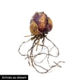 thumbnail image 2 of Breck's Pink Flowering Sicilian Honey Lily Dormant Spring Flowering Bulbs, Set of 6 bulbs, 2 of 2