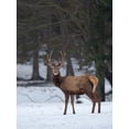 thumbnail image 2 of Zwick, Martin 25x32 Black Ornate Wood Framed with Double Matting Museum Art Print Titled - Red deer (Cervus elaphus) during winter Bavarian Forest National Park Germany-Bavaria, 2 of 4