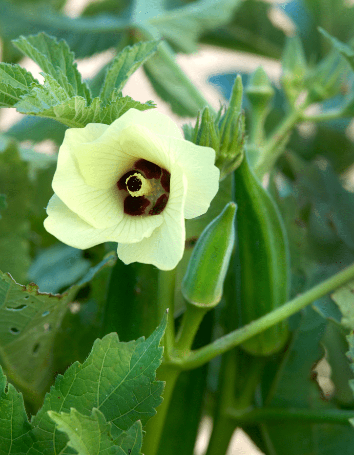 Set of 2 Green Okra Live Plants in 4 Inch Pots, 4-6 Inch Tall Vegetable Starter Plants for Indoor Outdoor Garden Planting