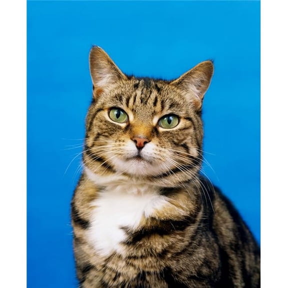 Tabby Cat Poster Print by The Irish Image Collection, 13 x 17