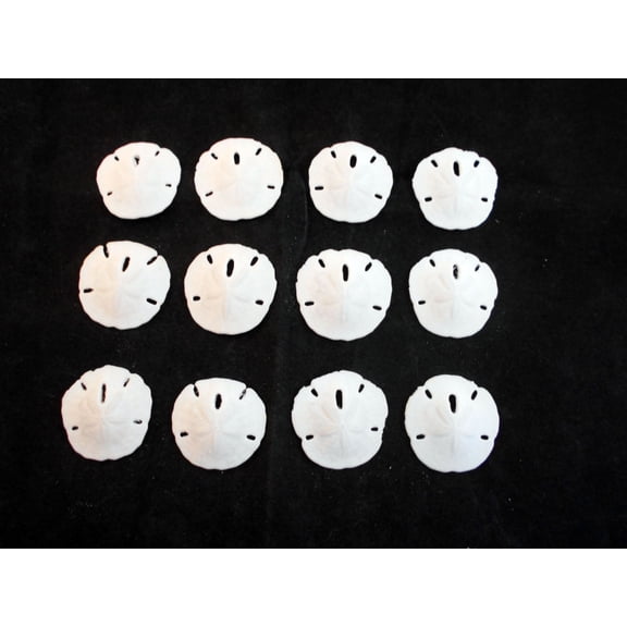 Set of 12 Small White Florida "Keyhole" Sand Dollars 3/4-1" Beach Weddings Ocean Crafts Nautical Decor