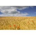thumbnail image 2 of Posterazzi DPI1833364 Wild Poppies in Wheat Field North Yorkshire England Poster Print, 17 x 11, 2 of 4