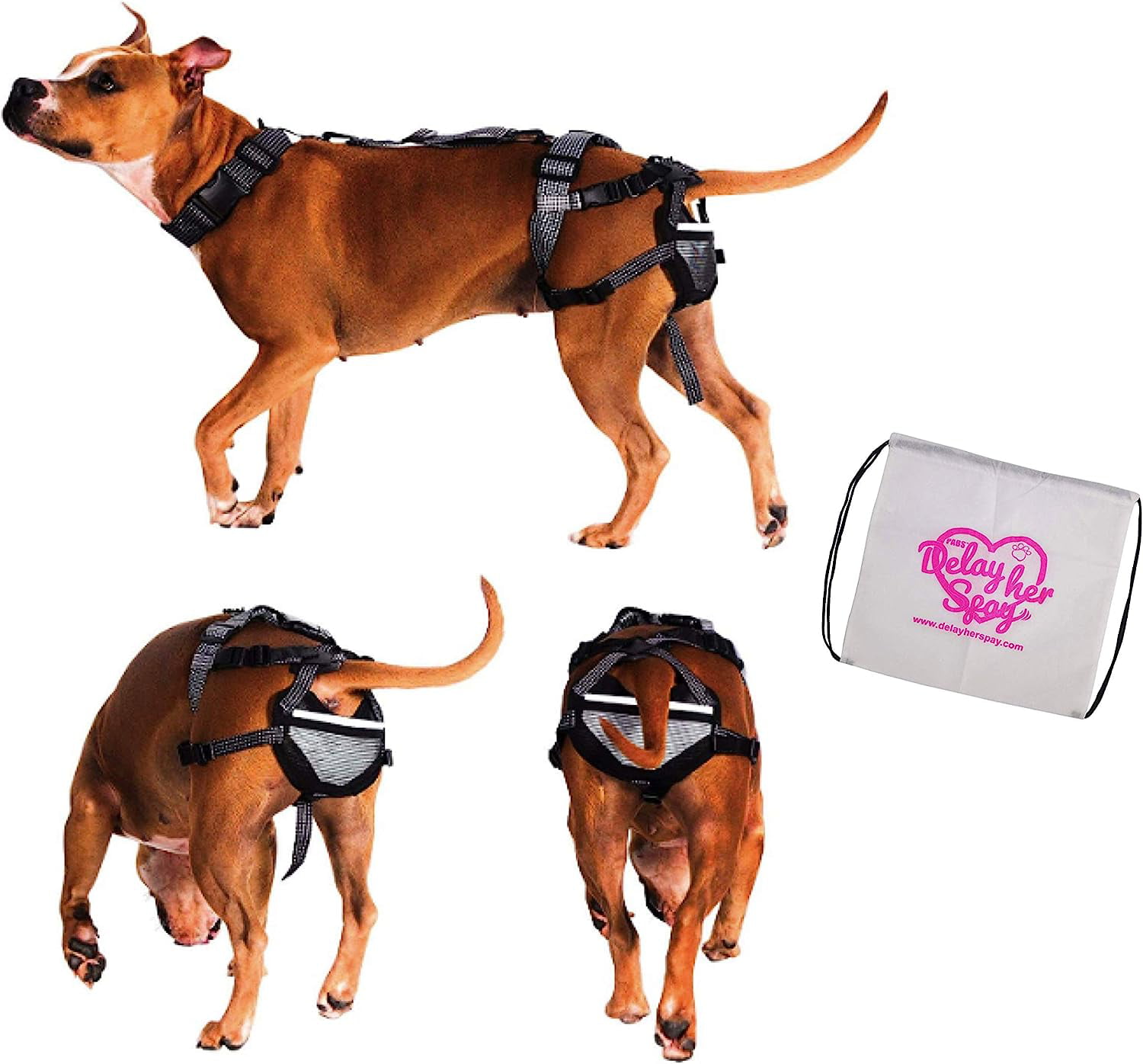 1500px x 1396px - Pet Anti-Breeding System Chastity Belt For Dogs, Dog Diaper Alternative, Dog  Chastity Belt Female (Please See Video) (Size X-Large â€“ 56-90Lbs) - Walmart. com