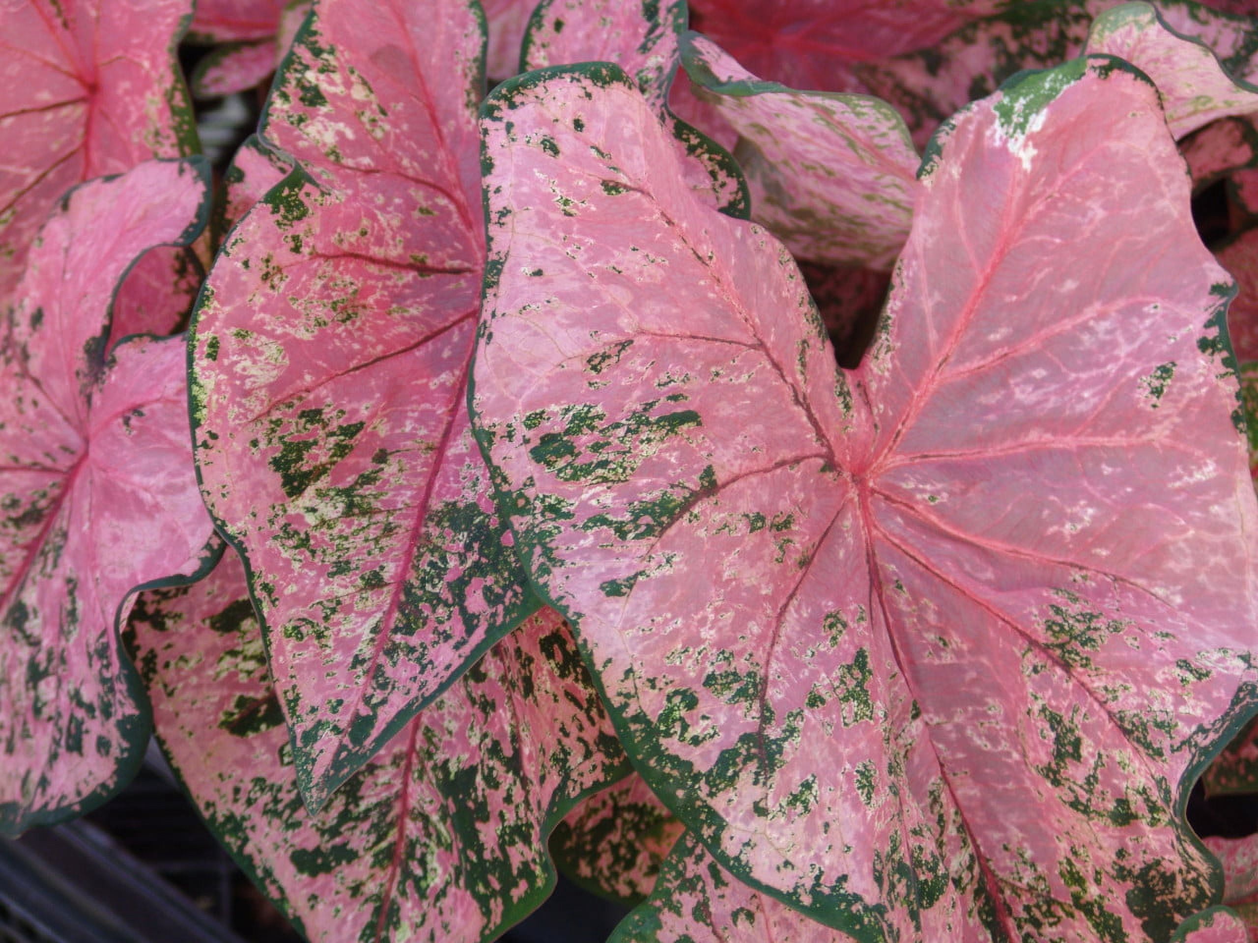 Better Homes & Gardens 1 Quart Caladium Pink Annual Live Plant (4 Count Pack)