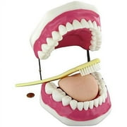 Oral Hygiene Anatomy Model