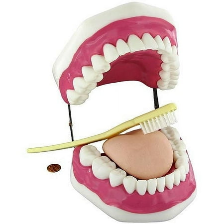 Oral Hygiene Anatomy Model