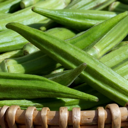 Okra Garden Seeds - Lousiana Green Velvet - 1 Oz - Heirloom, Non-GMO Vegetable Gardening Seeds - Open Pollinated - Abelmoschus (Best Way To Plant Okra)