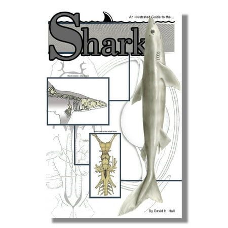 Anatomy Lab Shark Dissection Guide for Educational Purposes